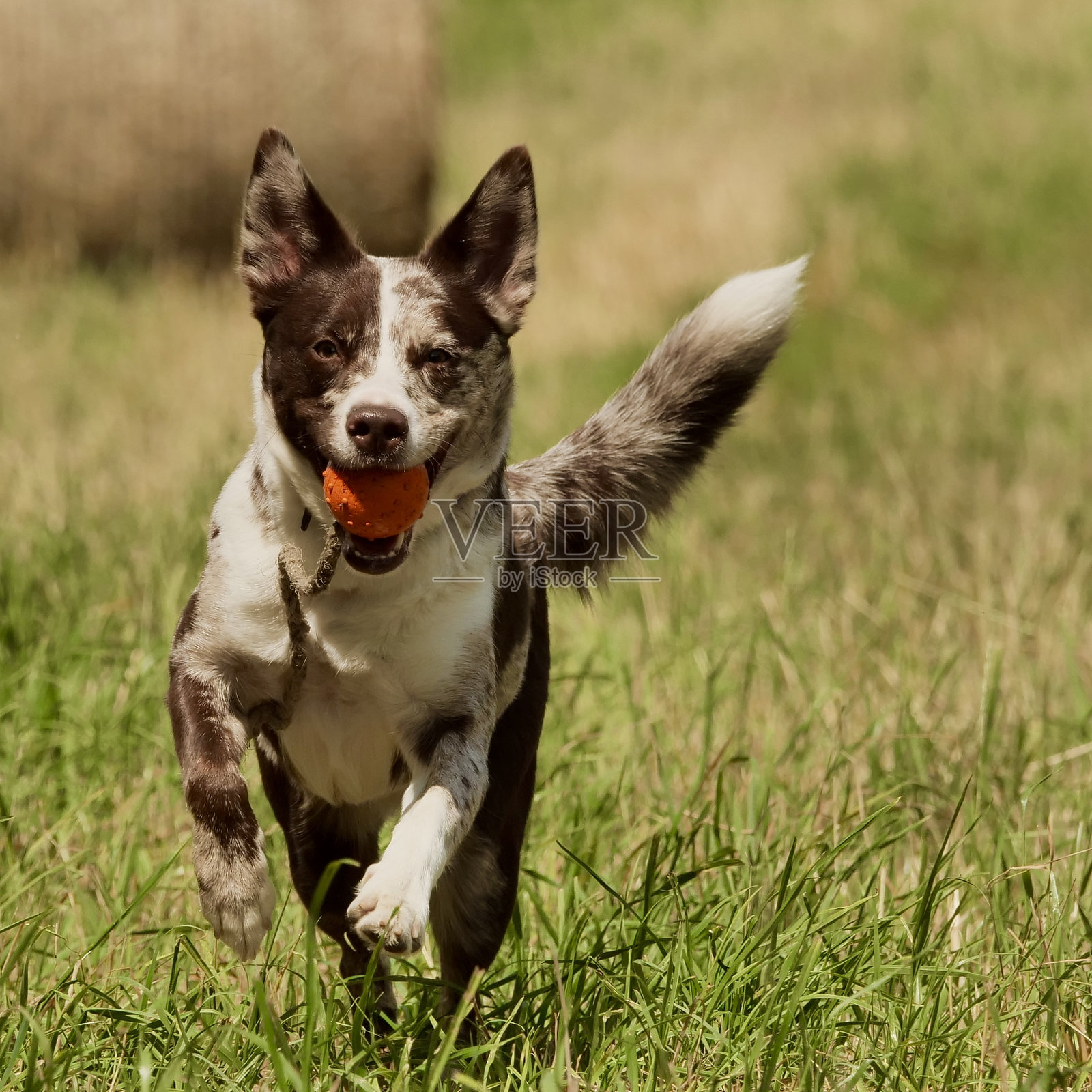 田野上的狗肖像照片摄影图片