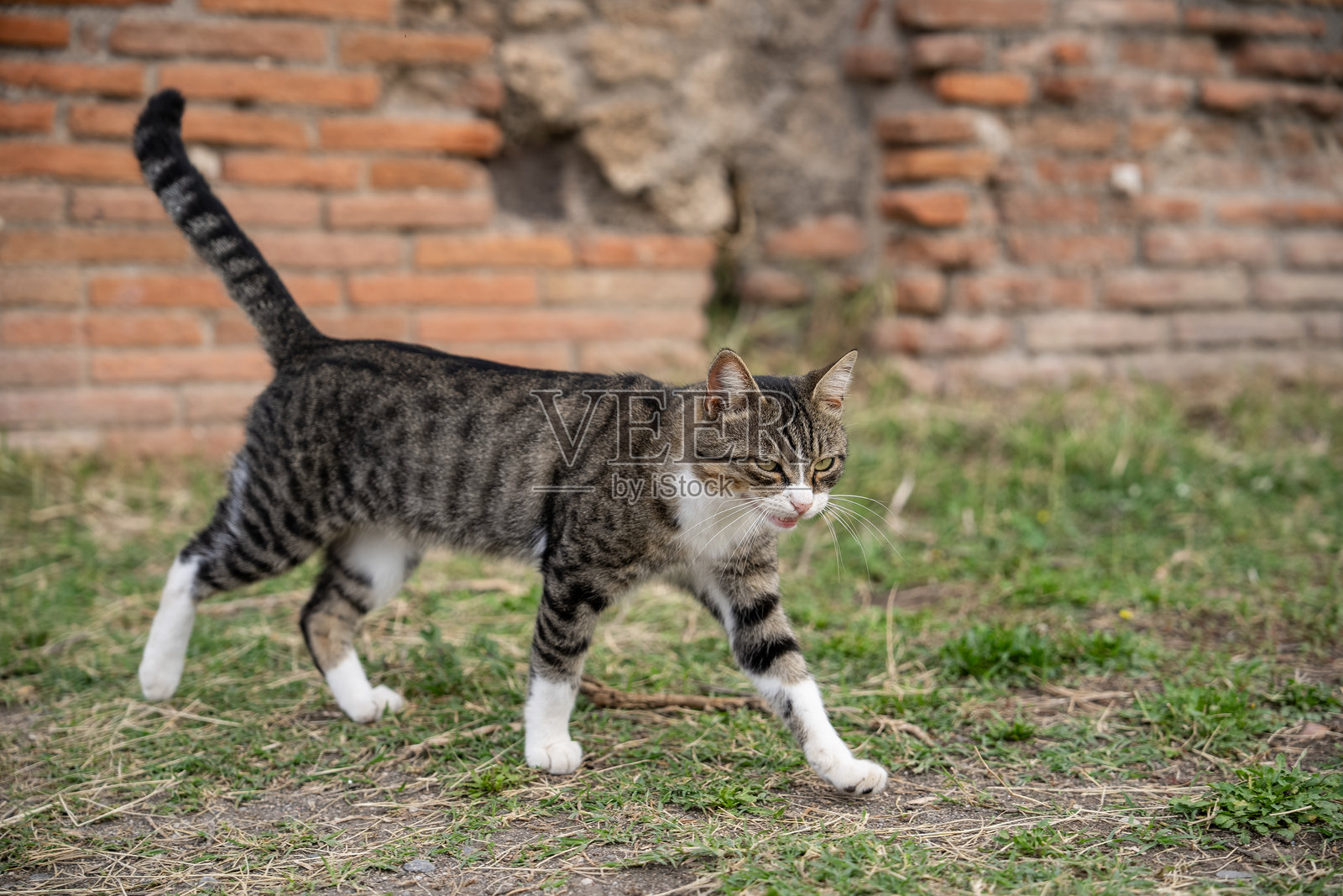 猫咪与古罗马城市庞贝的遗址，因公元1世纪维苏威火山的喷发而被毁。照片摄影图片