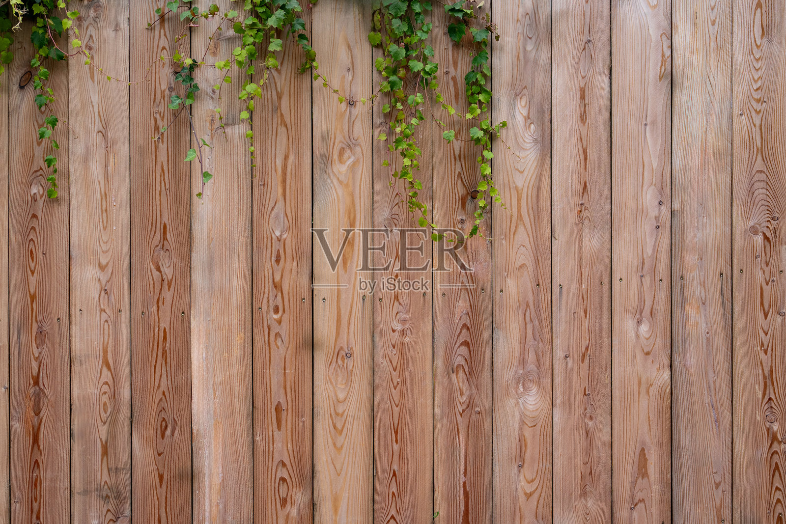 绿色藤蔓植物在木墙上生长，留有空白空间。照片摄影图片