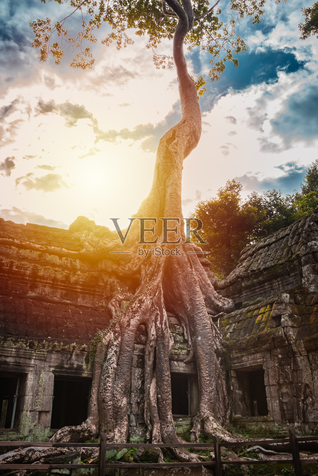 吴哥通，柬埔寨丛林中的古老寺庙遗址，树根交错。照片摄影图片