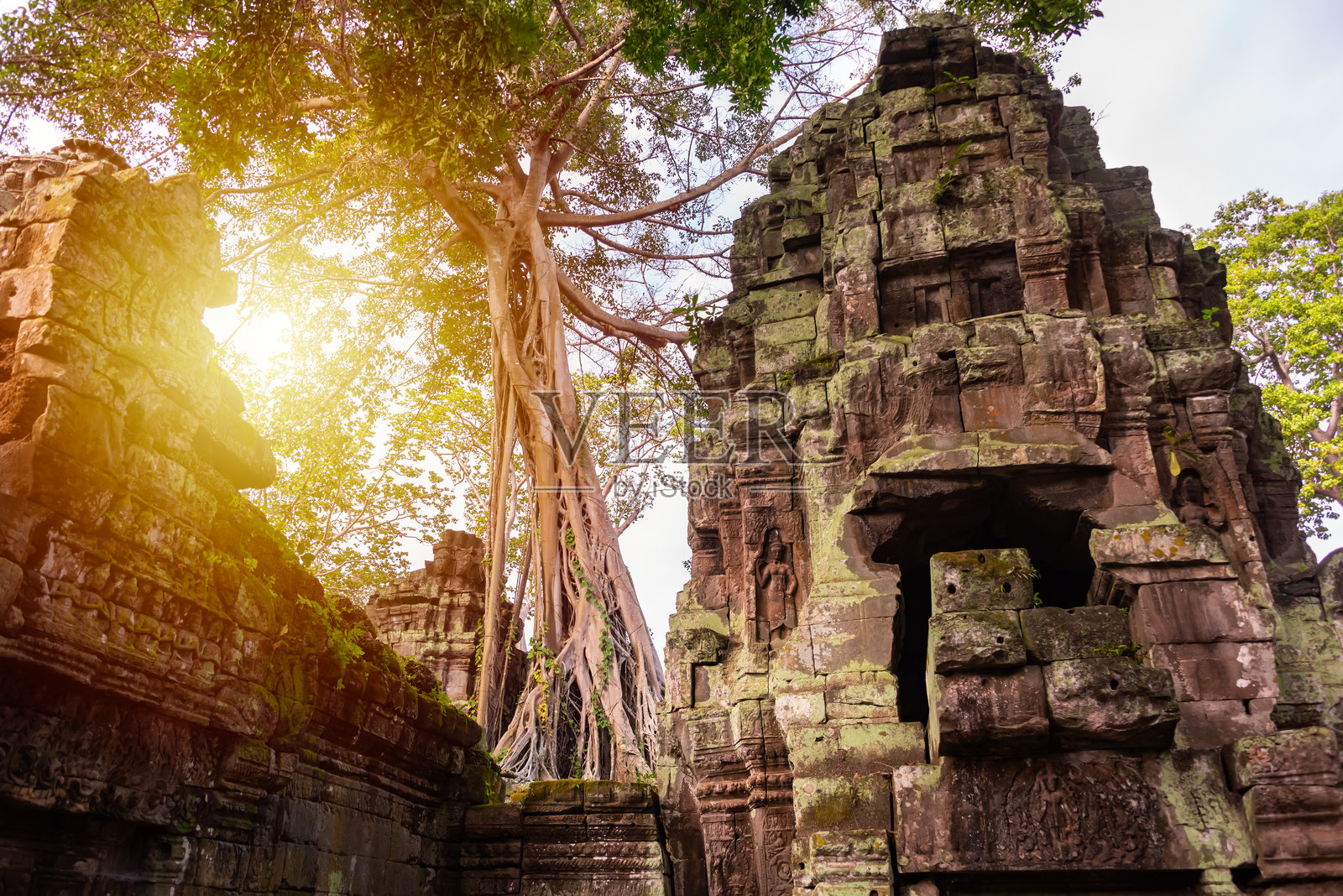 吴哥通，柬埔寨丛林中的古老寺庙遗址，树根交错。照片摄影图片