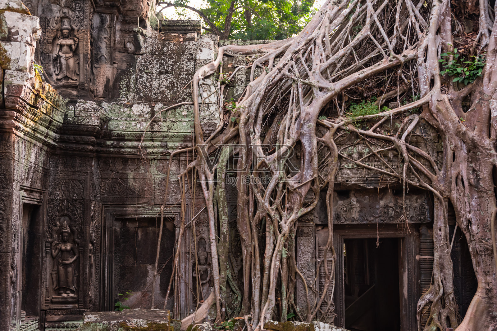 吴哥通，柬埔寨丛林中的古老寺庙遗址，树根交错。照片摄影图片