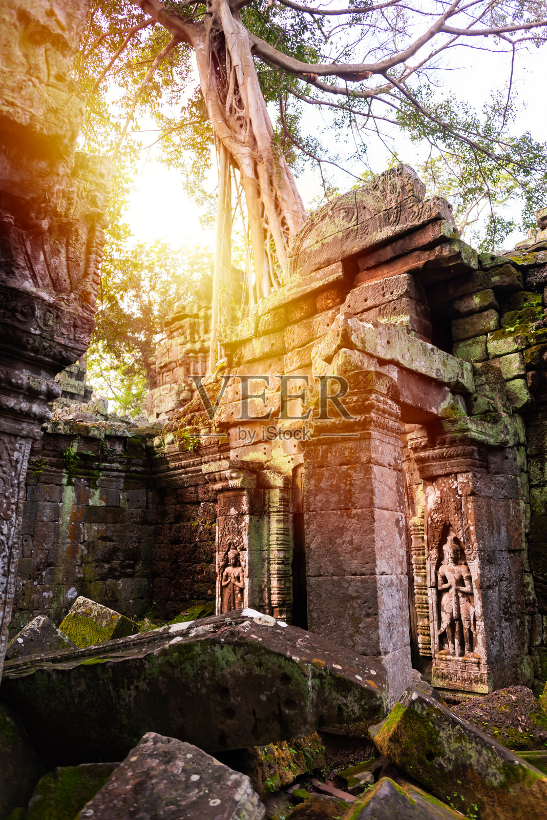 吴哥通，柬埔寨丛林中的古老寺庙遗址，树根交错。照片摄影图片