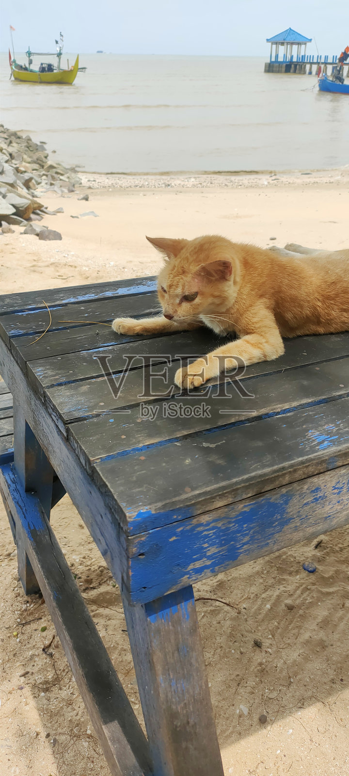 姜黄色的猫在海滩的蓝色木桌上放松。照片摄影图片