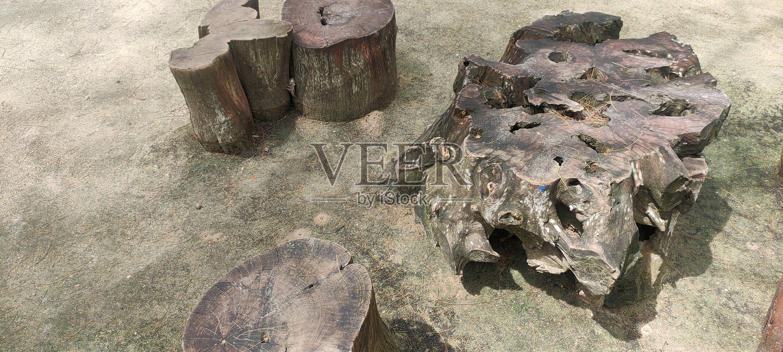 混凝土地面上的树桩和树根。照片摄影图片