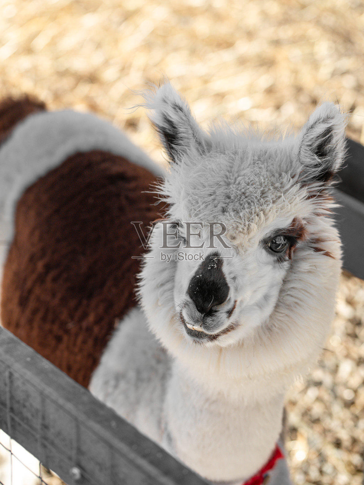 微笑的羊驼肖像，驼羊，羊驼农场，搞笑动物照片摄影图片
