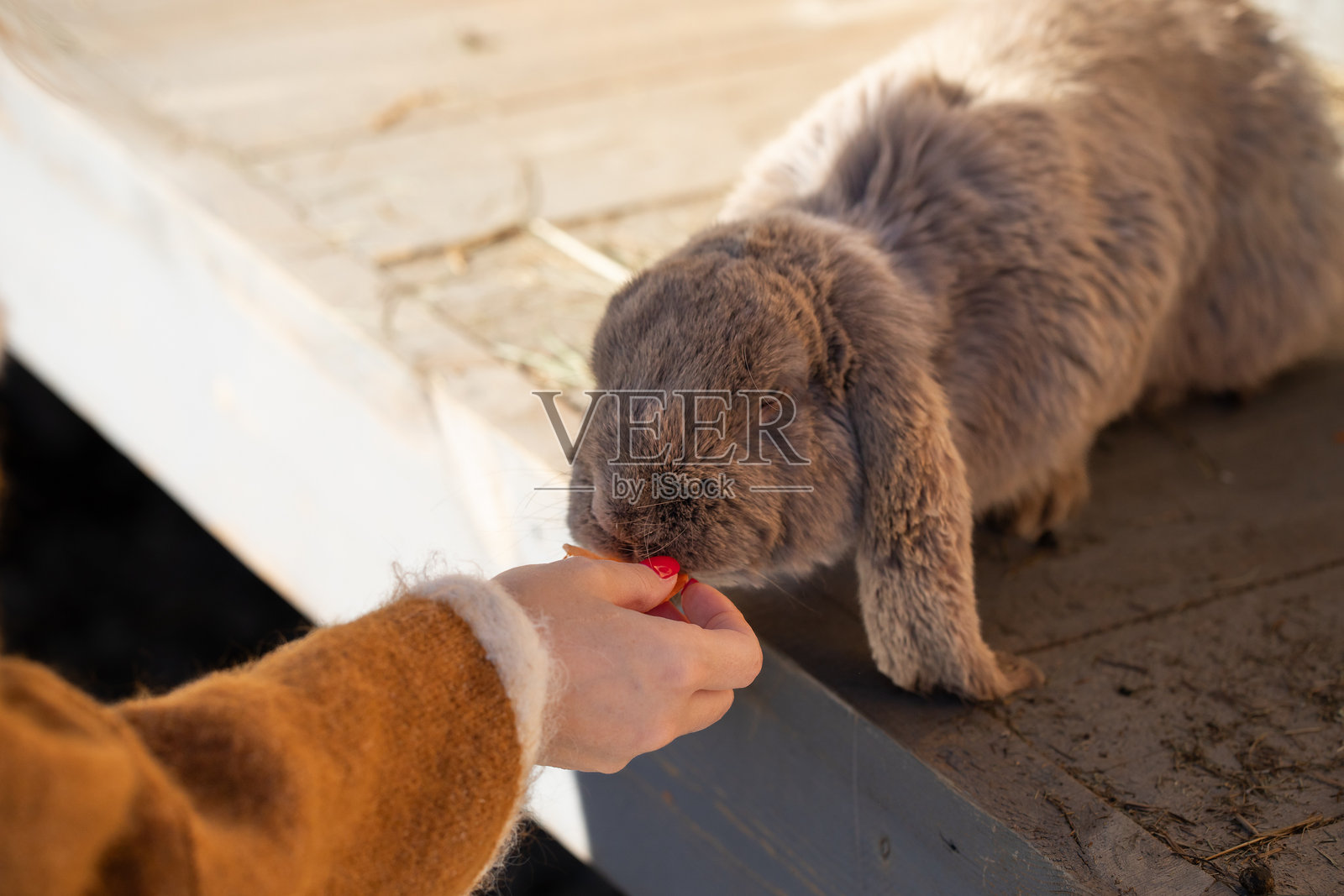 女孩用胡萝卜喂兔子照片摄影图片