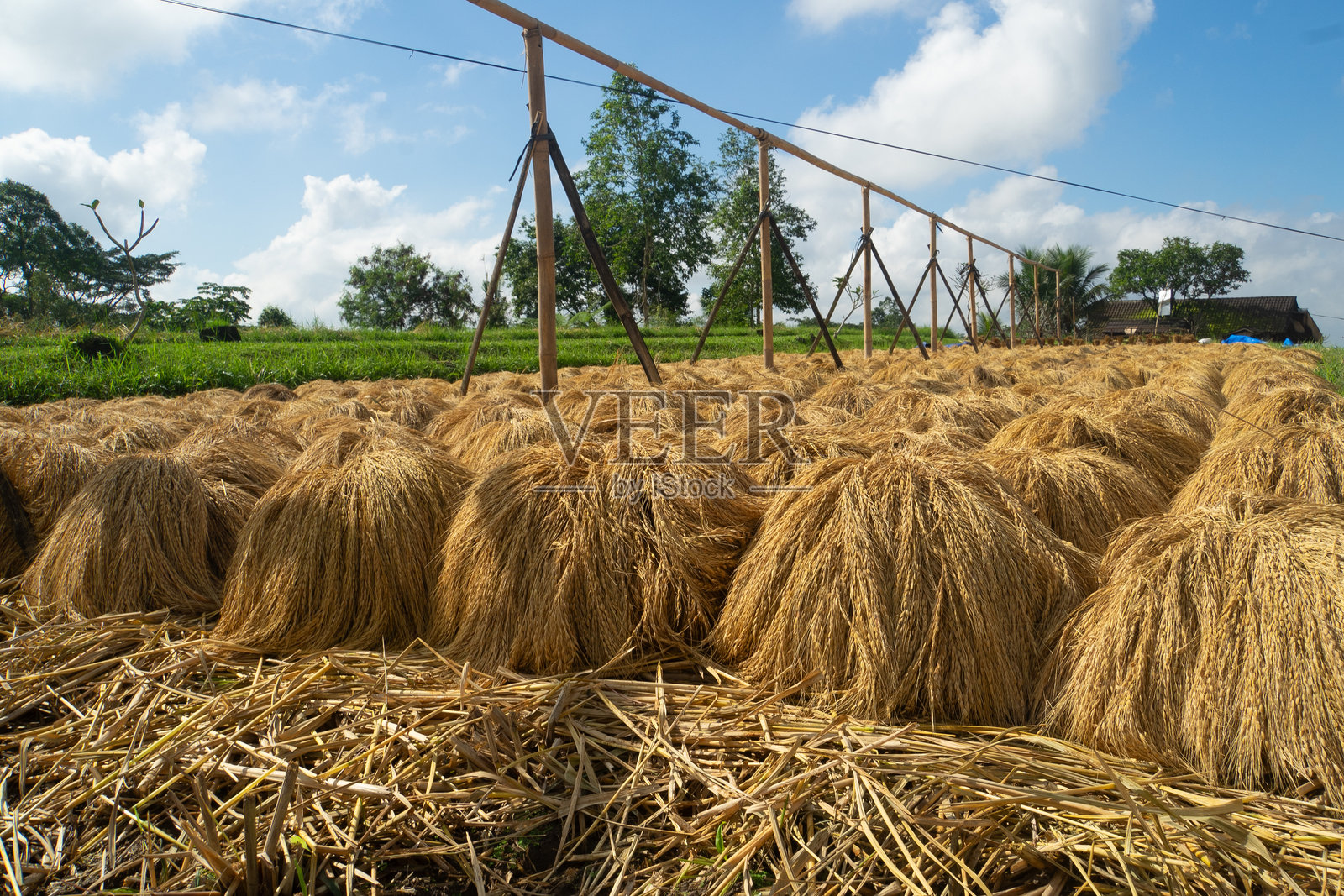 一堆新鲜收割的稻谷植物照片摄影图片
