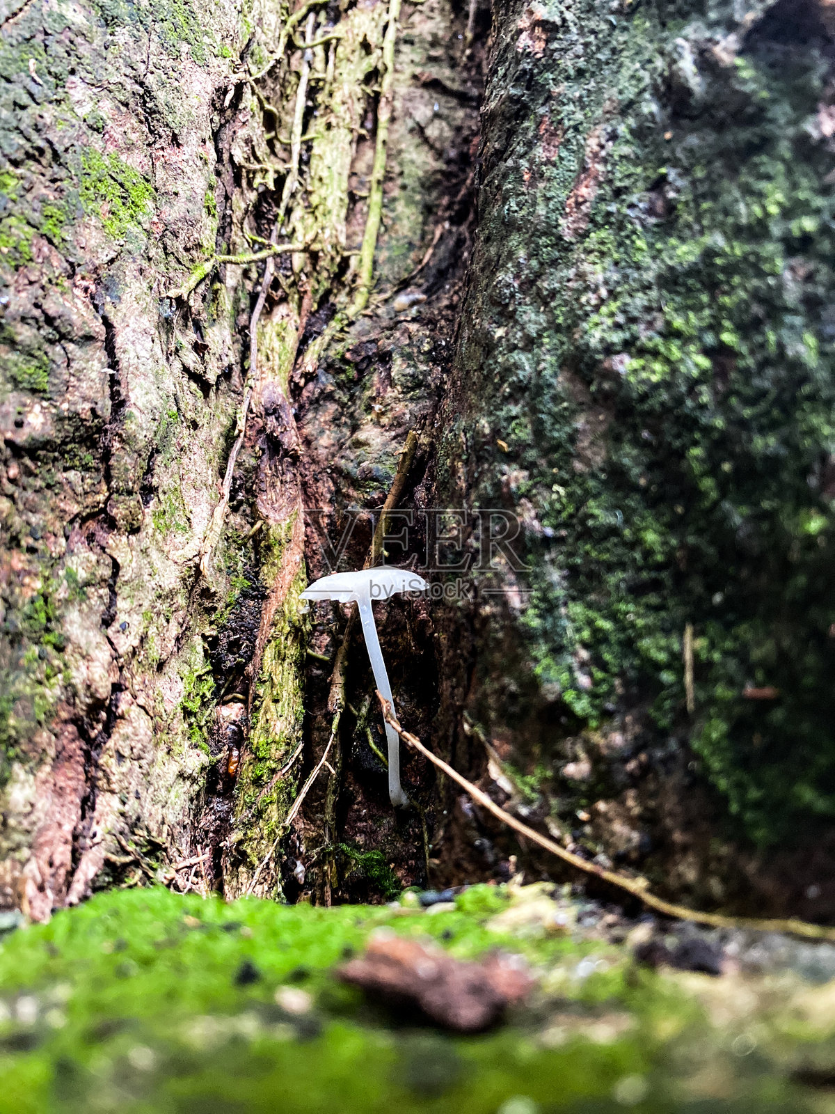 真菌照片摄影图片