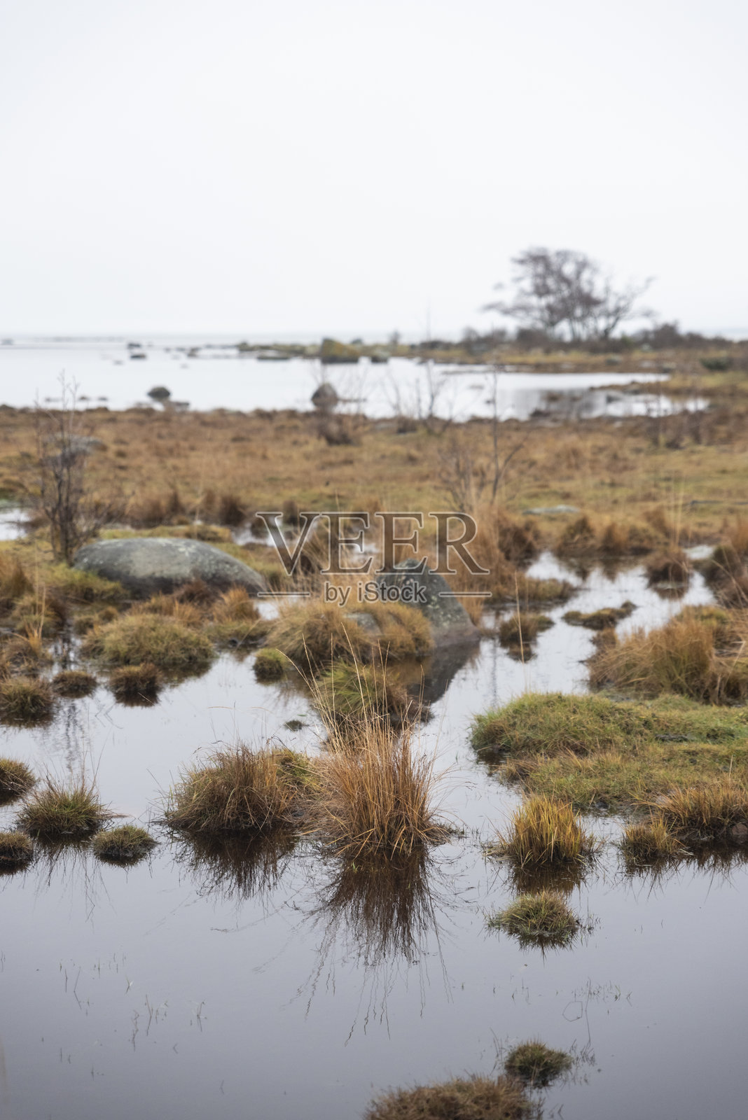 阴云密布的秋日里，一株高高的草丛照片摄影图片