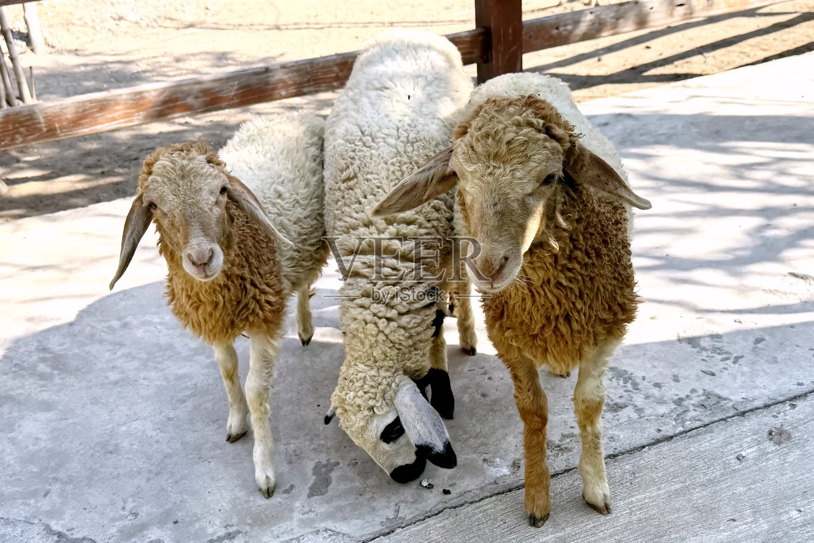 动物园里的羊场在等待喂食。照片摄影图片