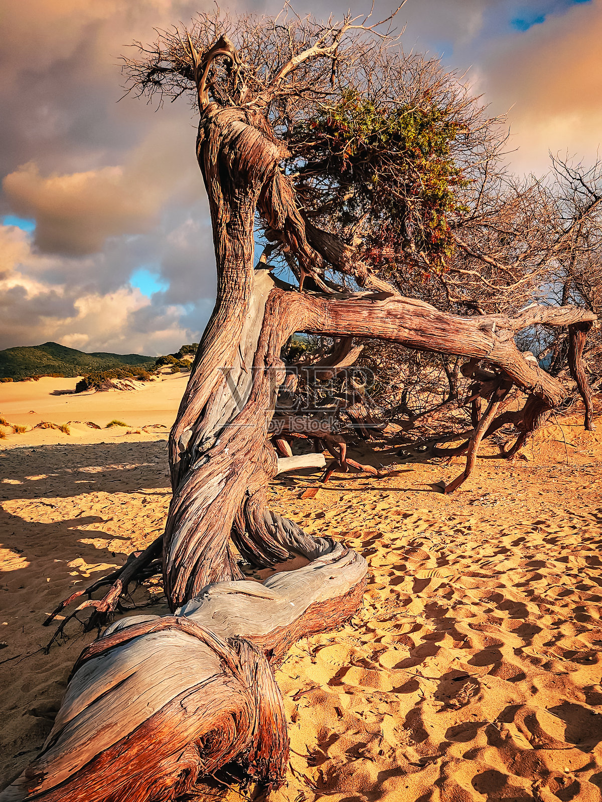 Piscinas的杜松照片摄影图片