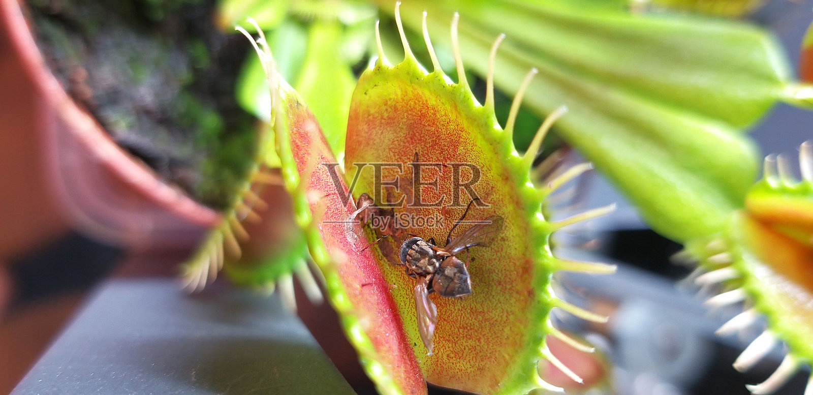 捕蝇草是一种原产于温带和亚热带湿地的食肉植物。照片摄影图片