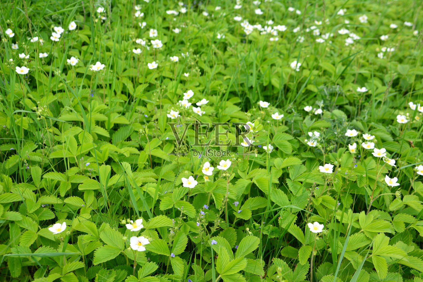 野生草莓花与白色花朵的绿色草坪背景照片摄影图片