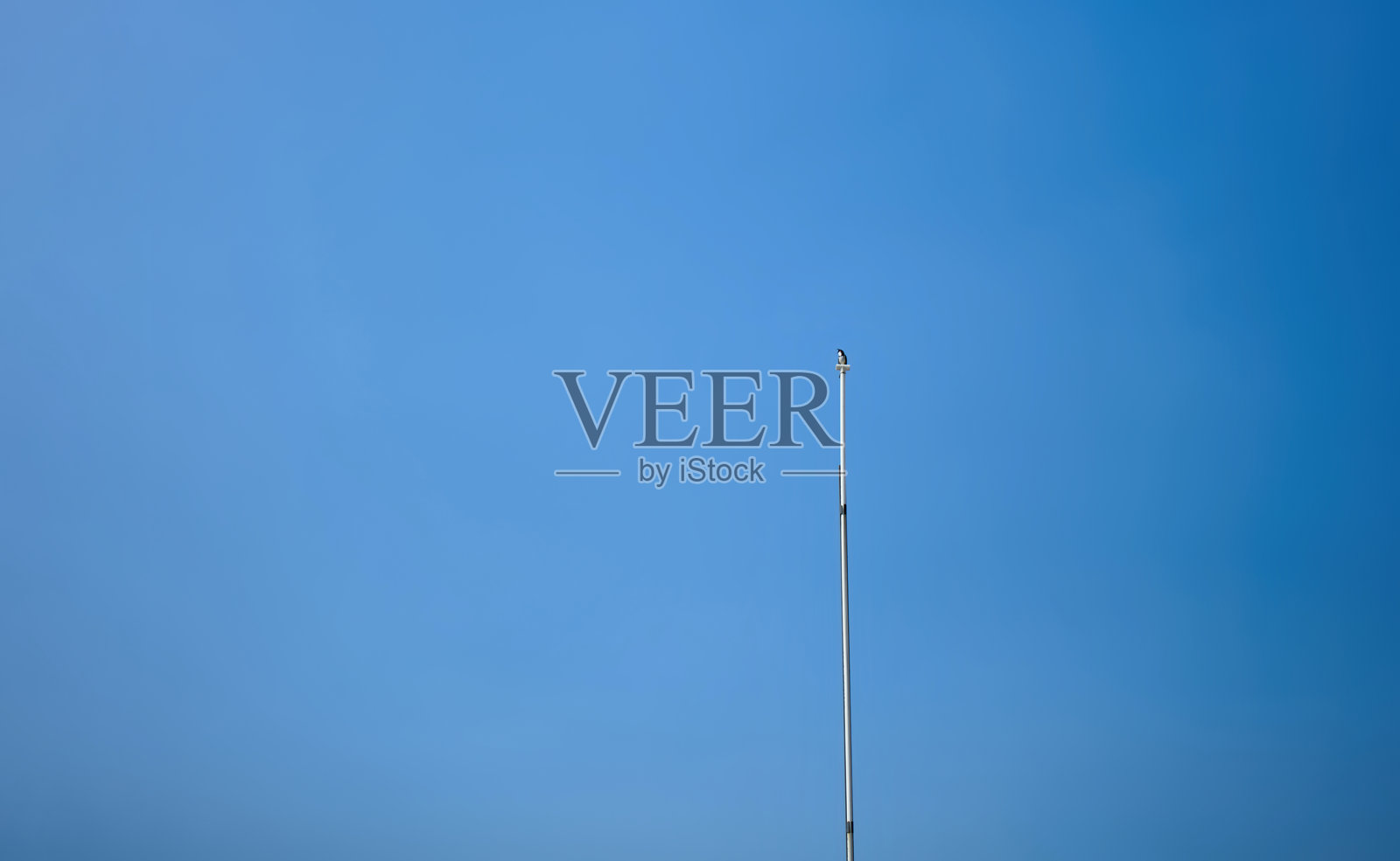 一只孤独的鸟栖息在高高的杆子上，背景是晴朗的蓝天。一个极简的自然与宁静的场景。照片摄影图片