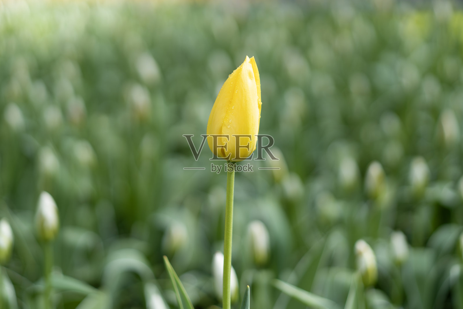 单朵黄色郁金香与模糊背景照片摄影图片