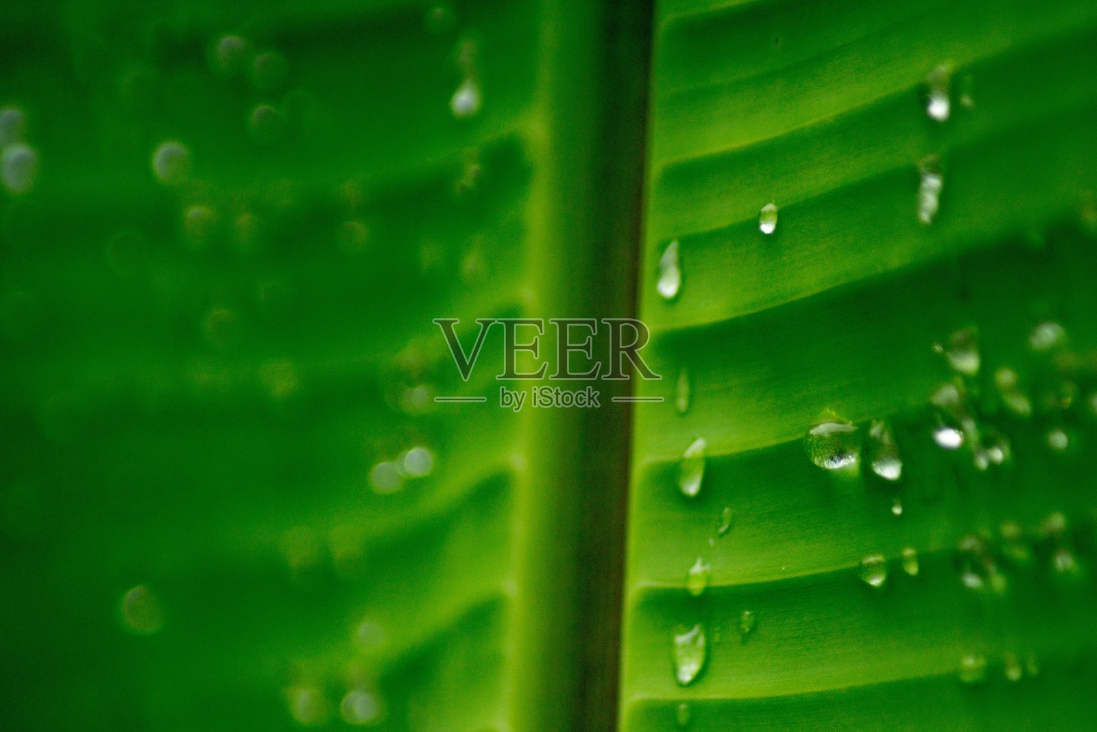 美丽的早晨景色，印度尼西亚全景，稻田与美丽的色彩和自然光的天空照片摄影图片