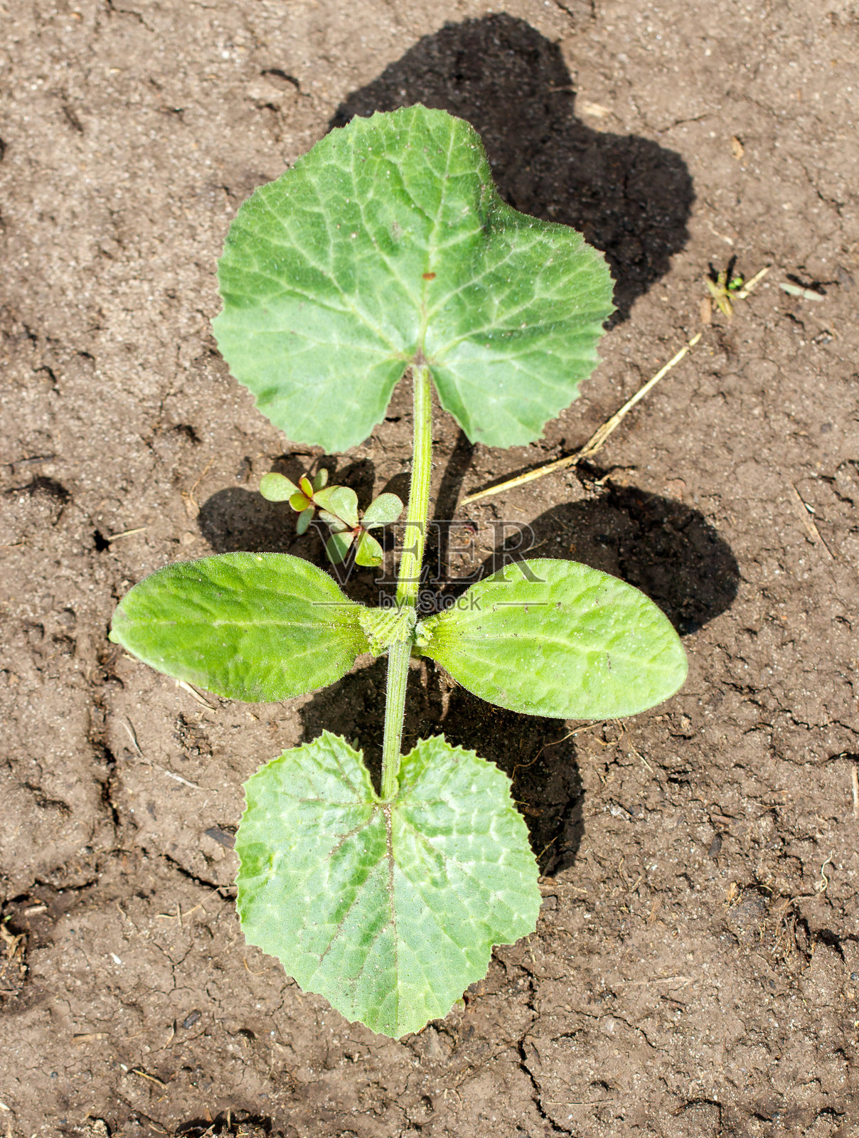 一株小植物在土壤中生长，绿叶繁茂。照片摄影图片