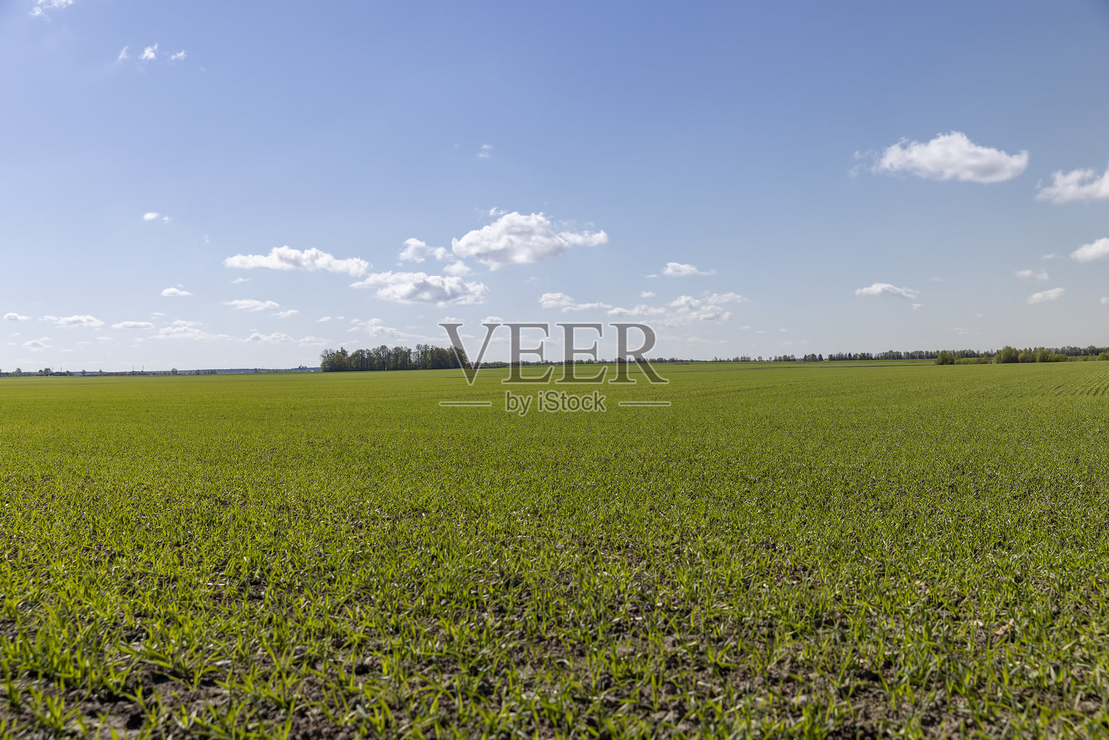 农田里的绿色小麦芽照片摄影图片