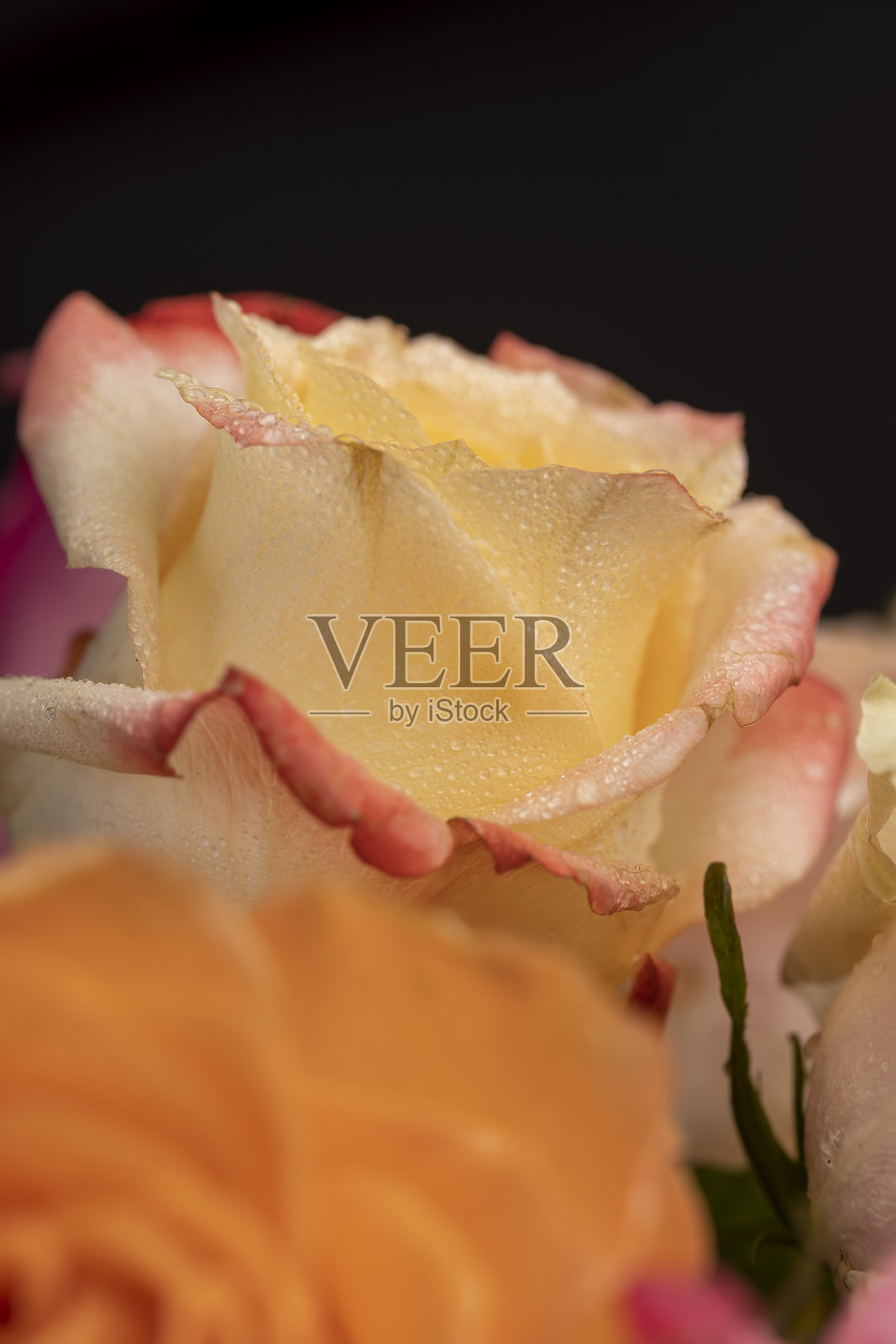 不同颜色的玫瑰花束特写照片摄影图片