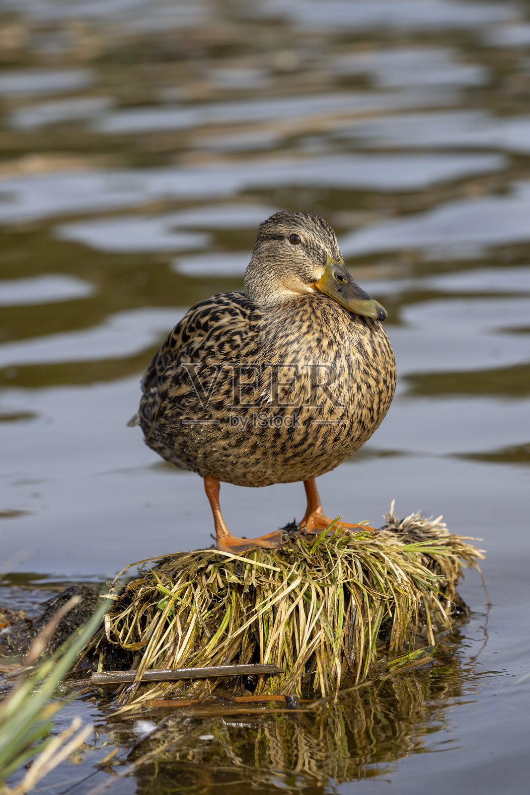 阳光明媚的天气里，湖面上有一只鸭子和白桦树。照片摄影图片