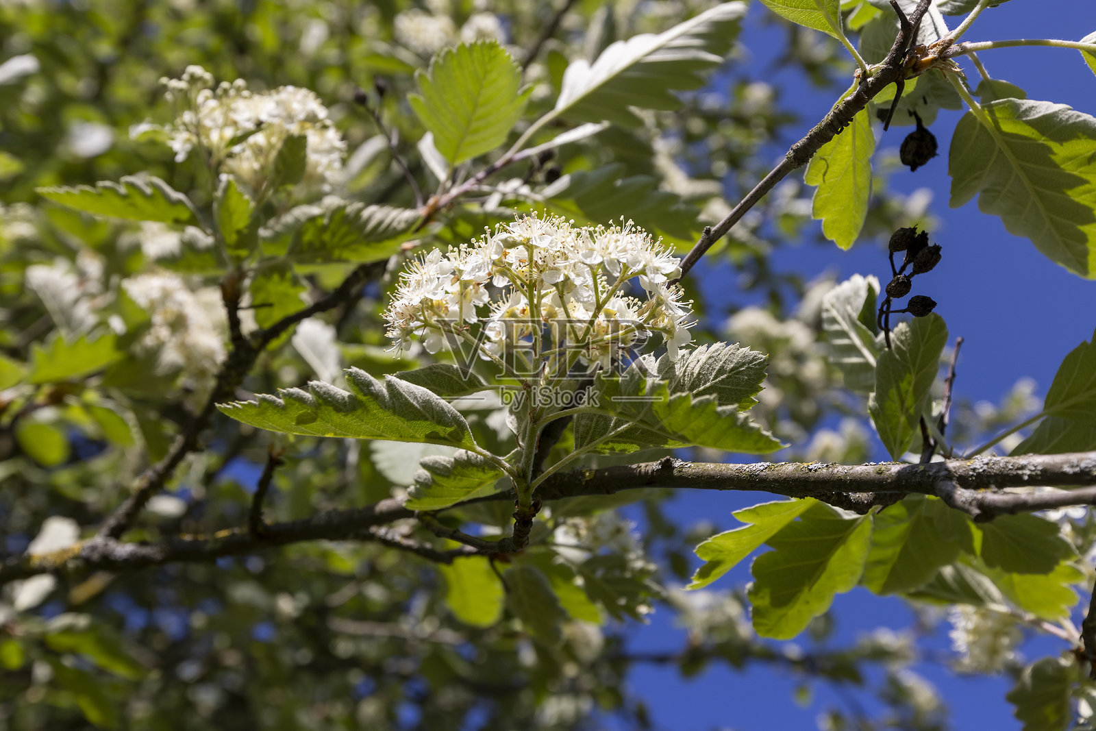 阳光明媚的日子里，绿色的树叶和白色的山楂花照片摄影图片