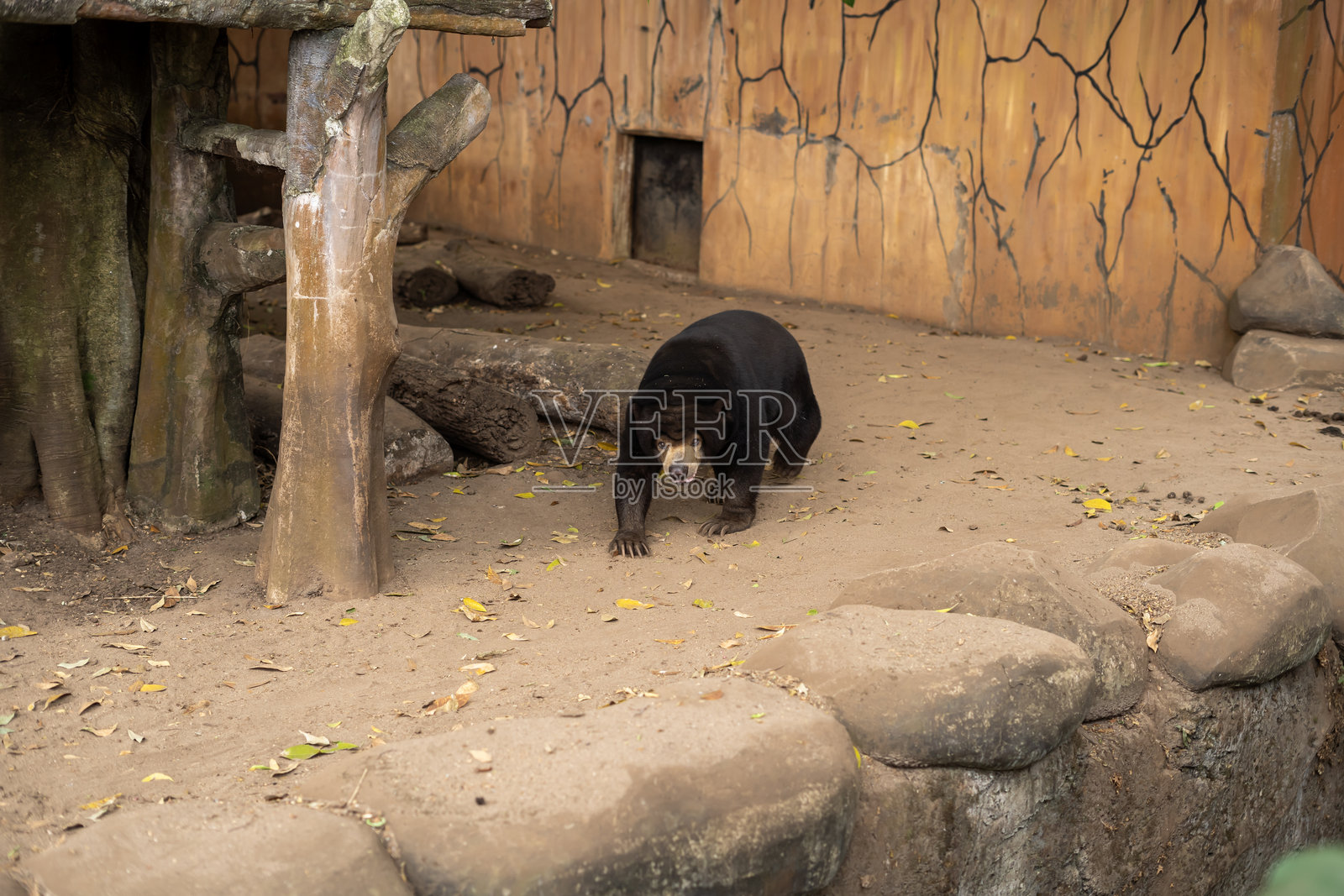 万丹动物园的太阳熊在活动照片摄影图片