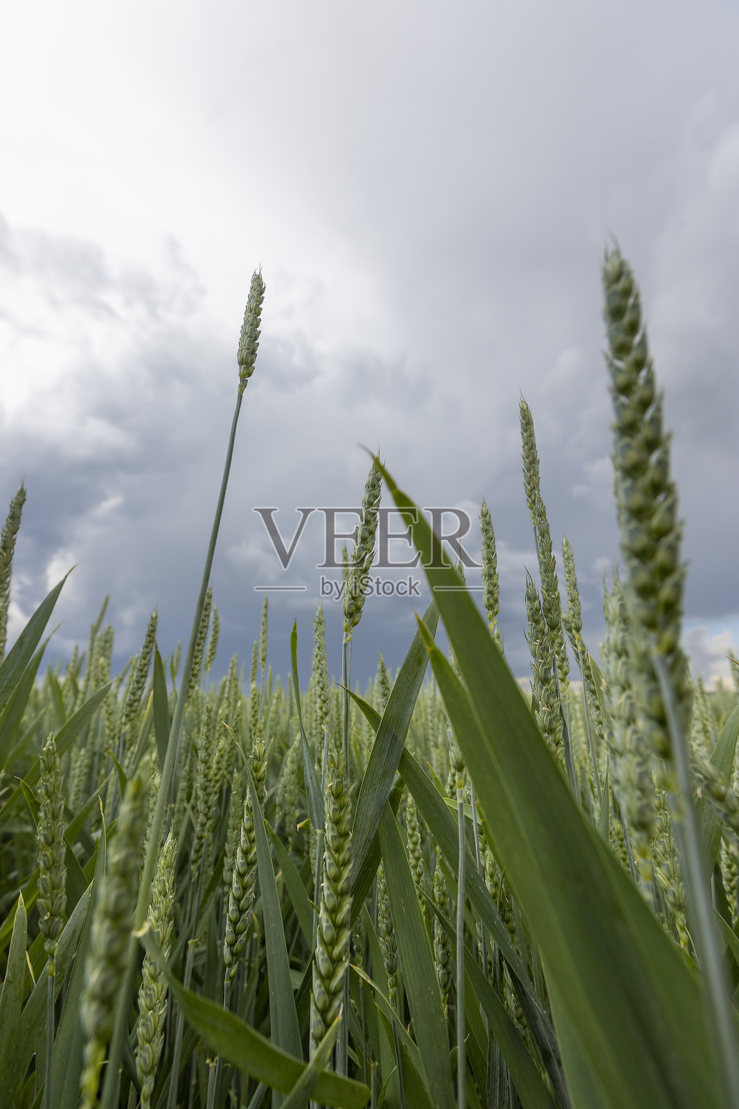 一片未成熟的小麦田在雷暴来临之前照片摄影图片