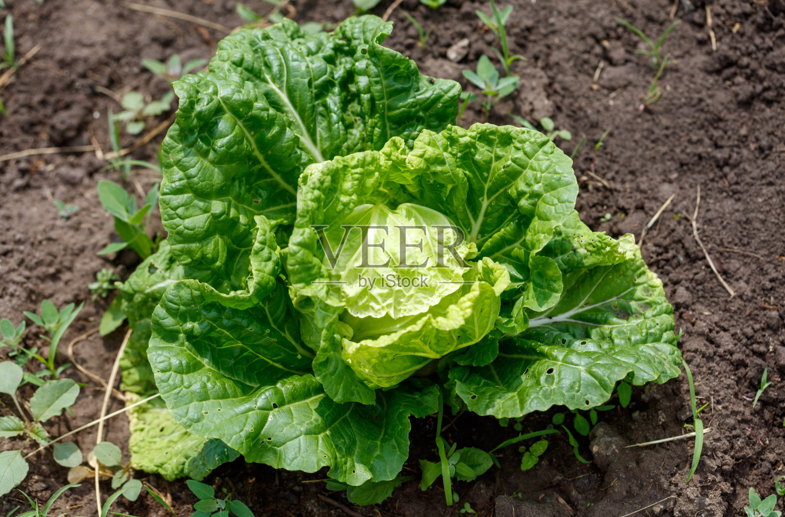 一颗大型绿色生菜在花园中生长。照片摄影图片