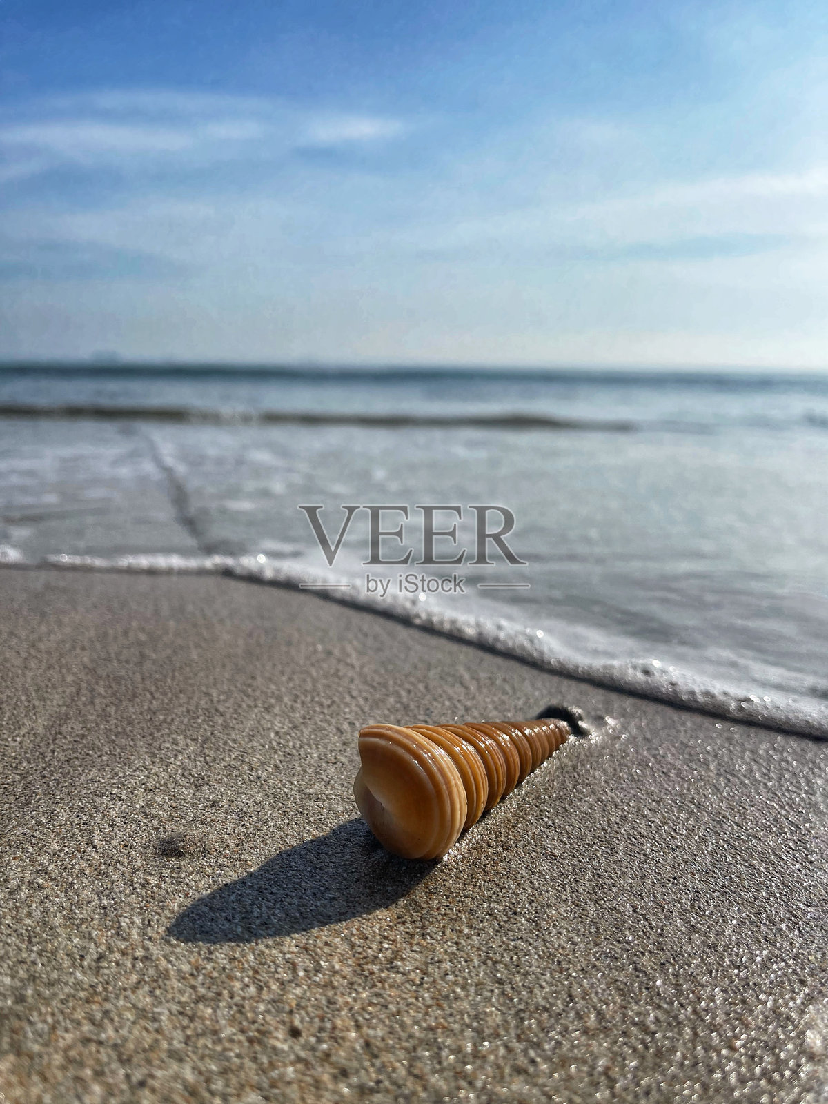 沙滩上的贝壳照片摄影图片