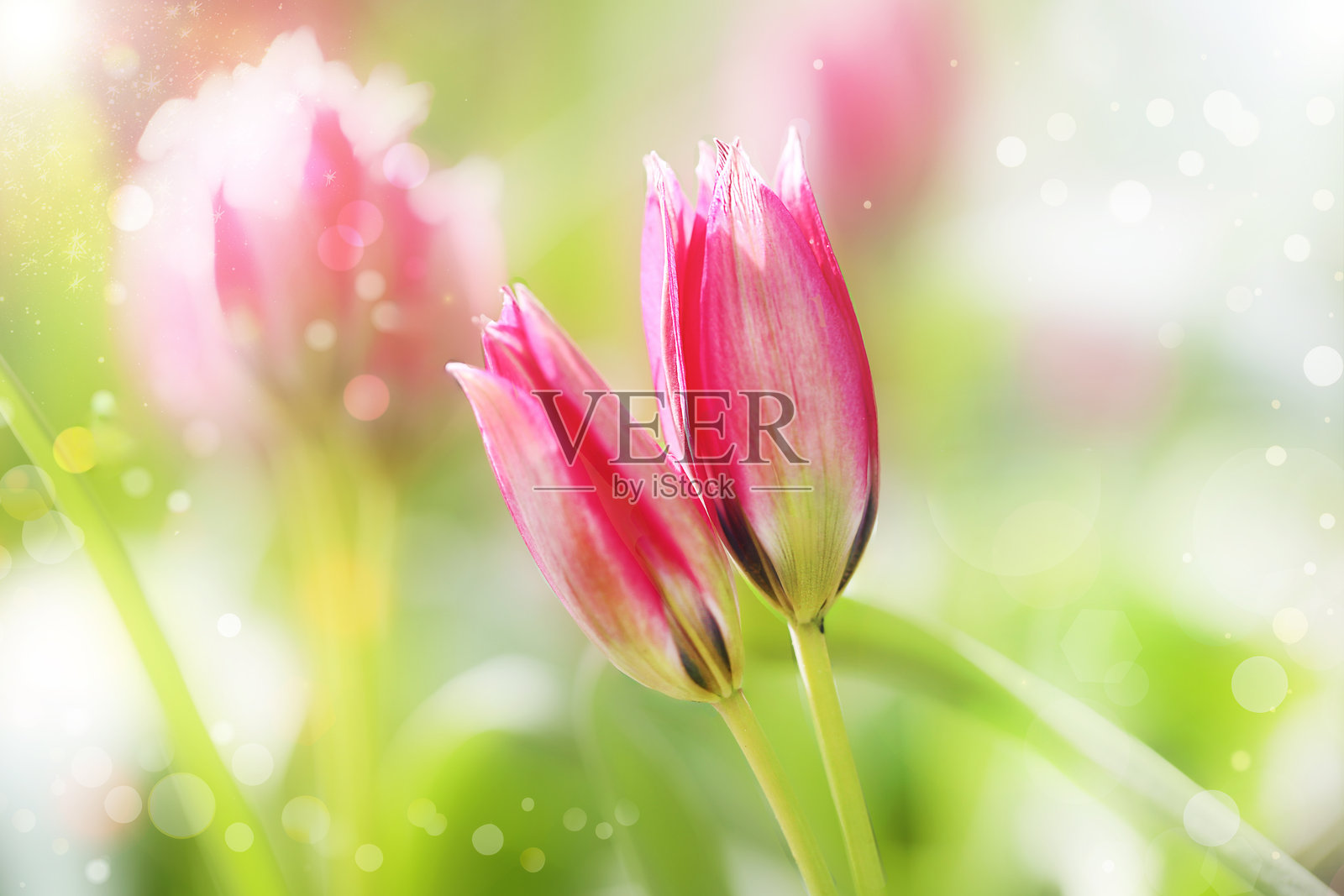 花卉壁纸。粉色郁金香的植物图案。花卉贺卡。自然野生形态的郁金香在阳光的照射下。春季早花。球根多年生花卉。美丽的春季花朵和细腻的散景。照片摄影图片
