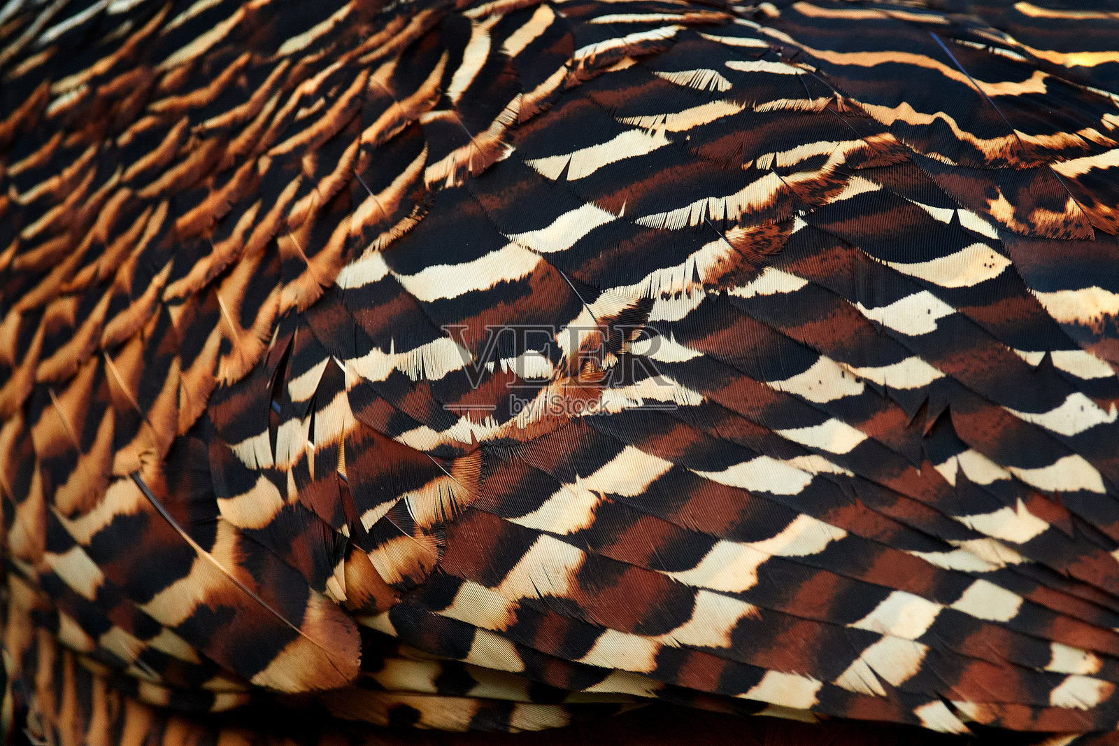 羽毛羽饰，棕灰色细节特写。裸脸库拉索鸟，体型较大的黑鸟，嘴巴呈黄色，栖息在自然栖息地，哥斯达黎加。热带森林中的野生动物场景。自然艺术视角。照片摄影图片