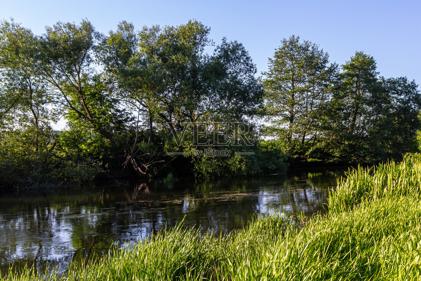 郁郁葱葱的河边风景，长满高草和生机勃勃的树木，在宁静的自然环境下，映衬着晴朗的蓝天。照片摄影图片