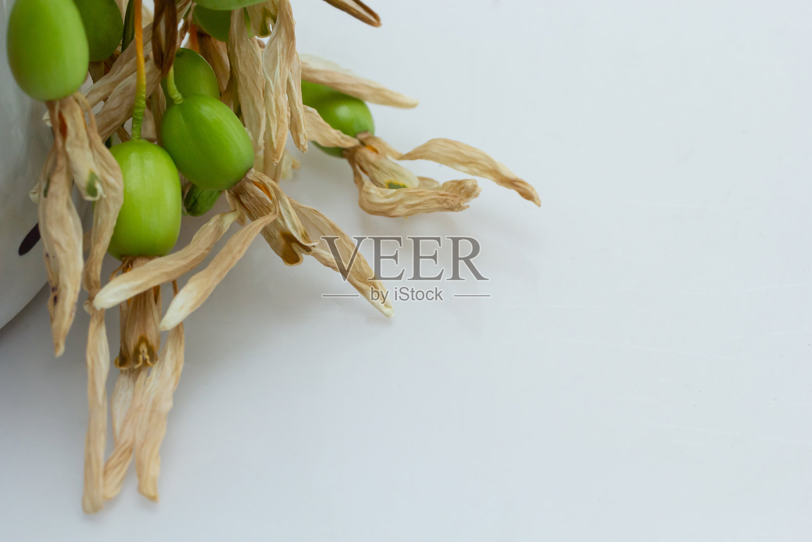 干燥植物，带有绿色荚果和黄色叶子，展示在自然光下的白色表面上照片摄影图片