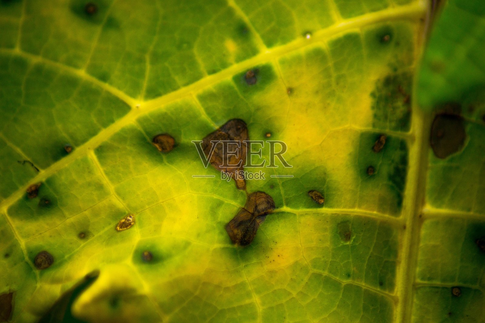 美丽的早晨景色，印度尼西亚全景，稻田与美丽的色彩和自然光的天空照片摄影图片