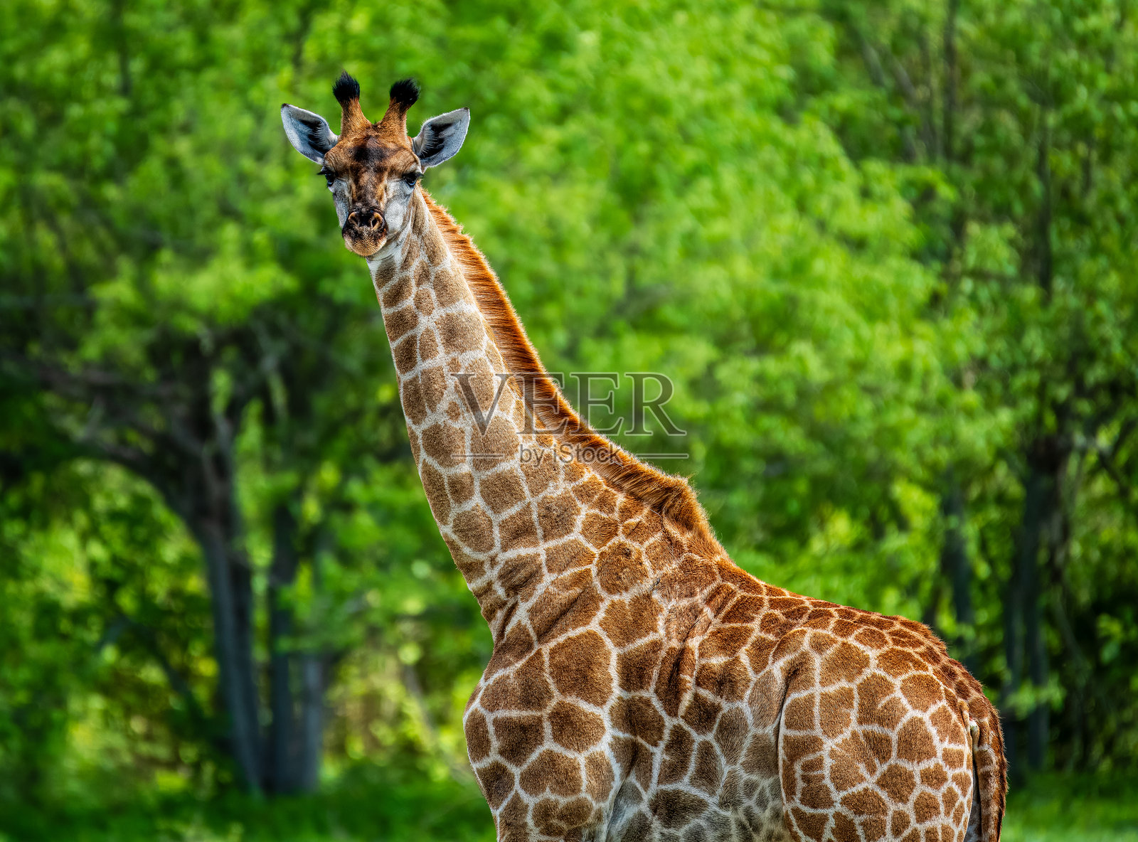 野生动物园照片摄影图片