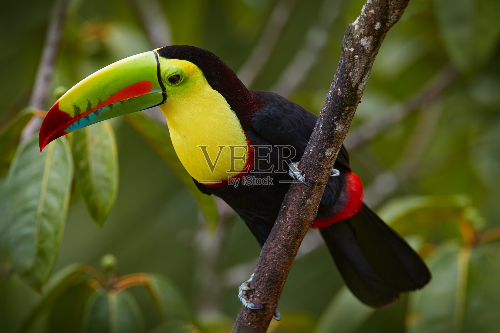 墨西哥野生动物。喙弯鹦鹉（Ramphastos sulfuratus），一只大喙鸟栖息在尤卡坦森林中的树枝上。中美洲的自然旅行。美丽的鸟类栖息在自然栖息地。照片摄影图片