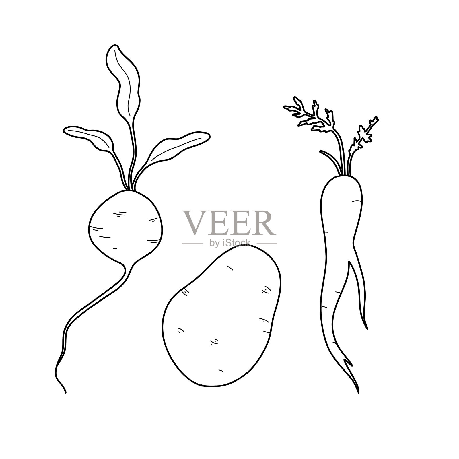 一组蔬菜：土豆、甜菜、胡萝卜。矢量线条绘图，轮廓。插画图片素材