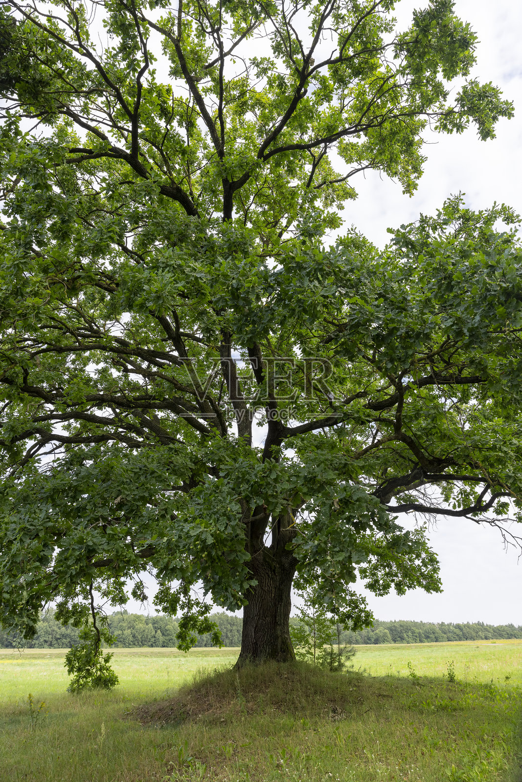 一棵孤独的橡树在绿草如茵的田野中生长，背景是多云的天空。照片摄影图片