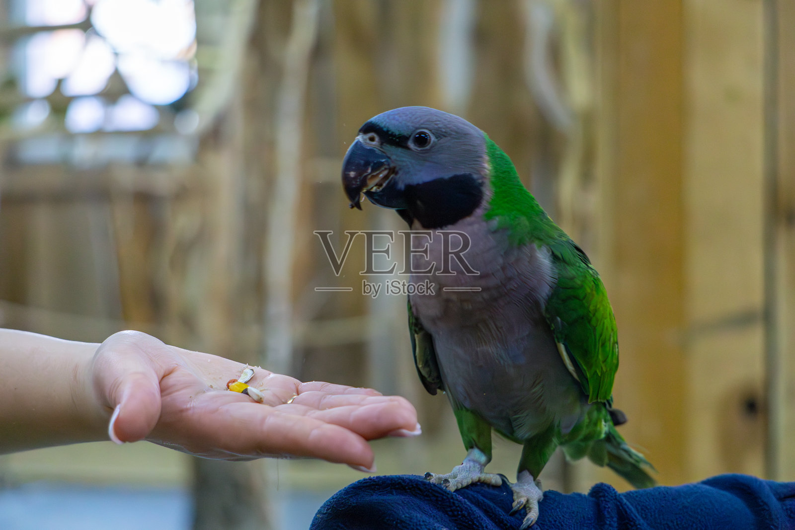 一只鹦鹉从一个男人的手中进食。一个男人伸出手来给鸟喂种子。照片摄影图片