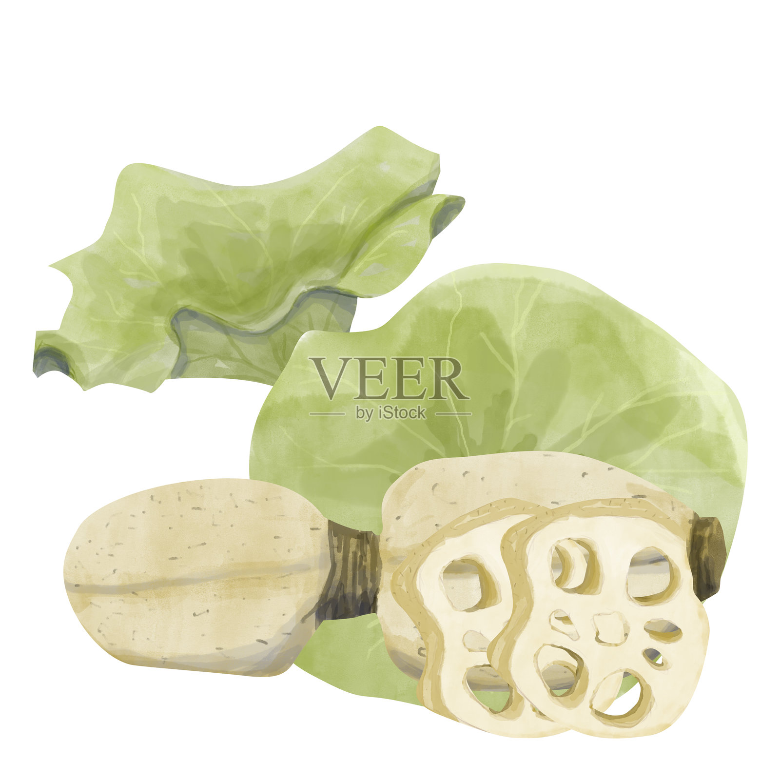 水彩莲花插图：大叶子、根、根片，适合打印、网页和纺织品的现成模板构图插画图片素材