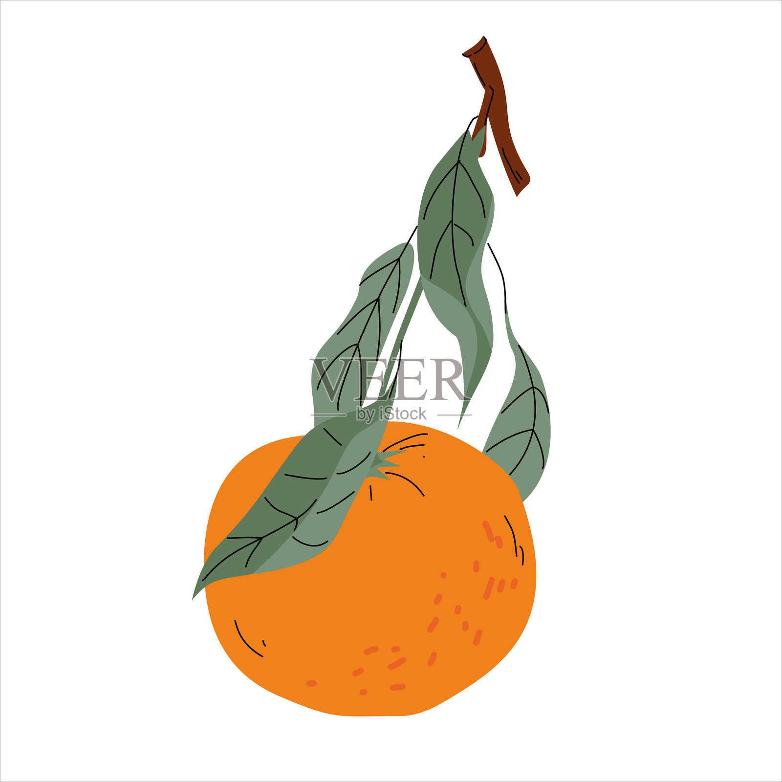 白色背景上的橙子与叶子插图插画图片素材