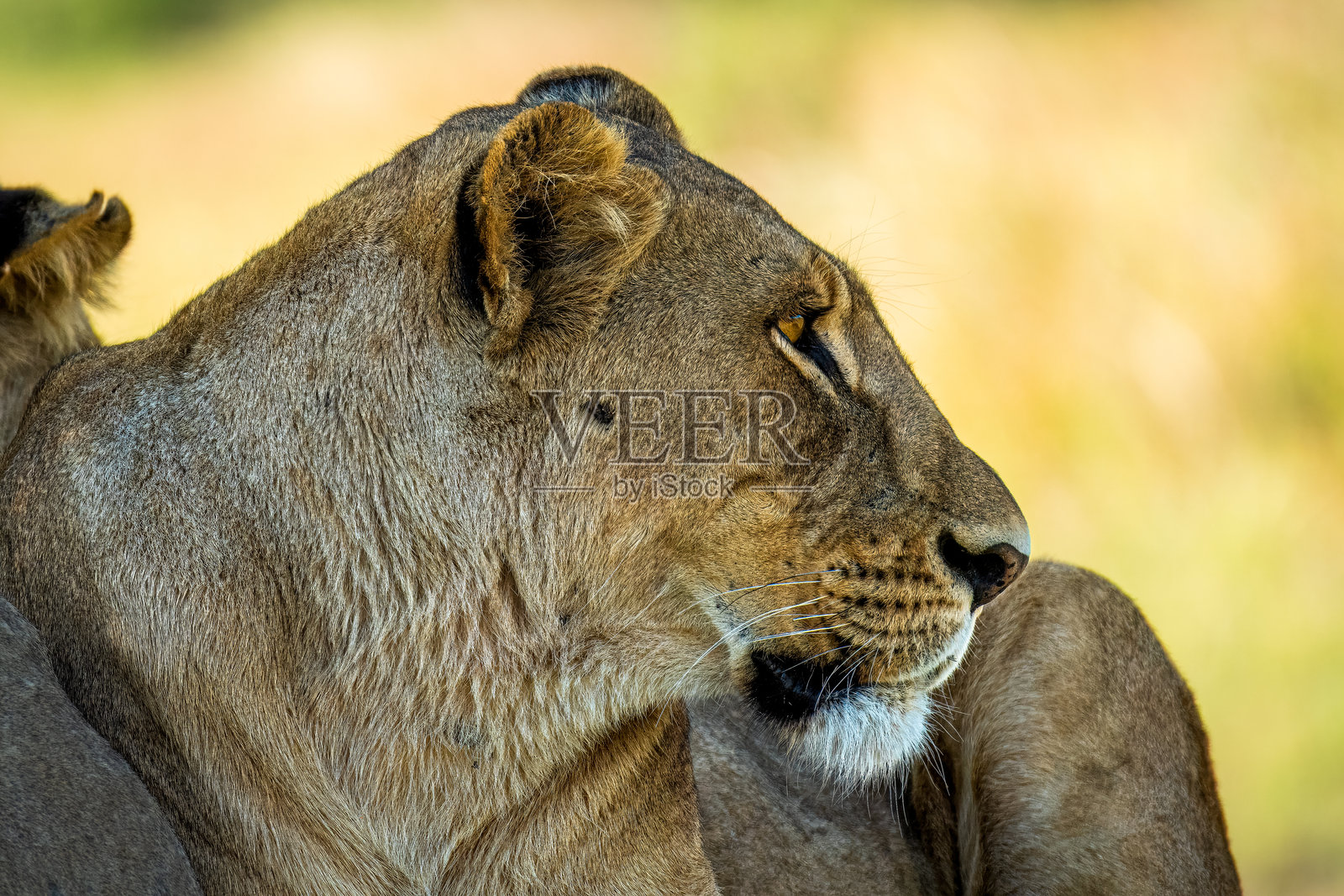 野生动物园照片摄影图片
