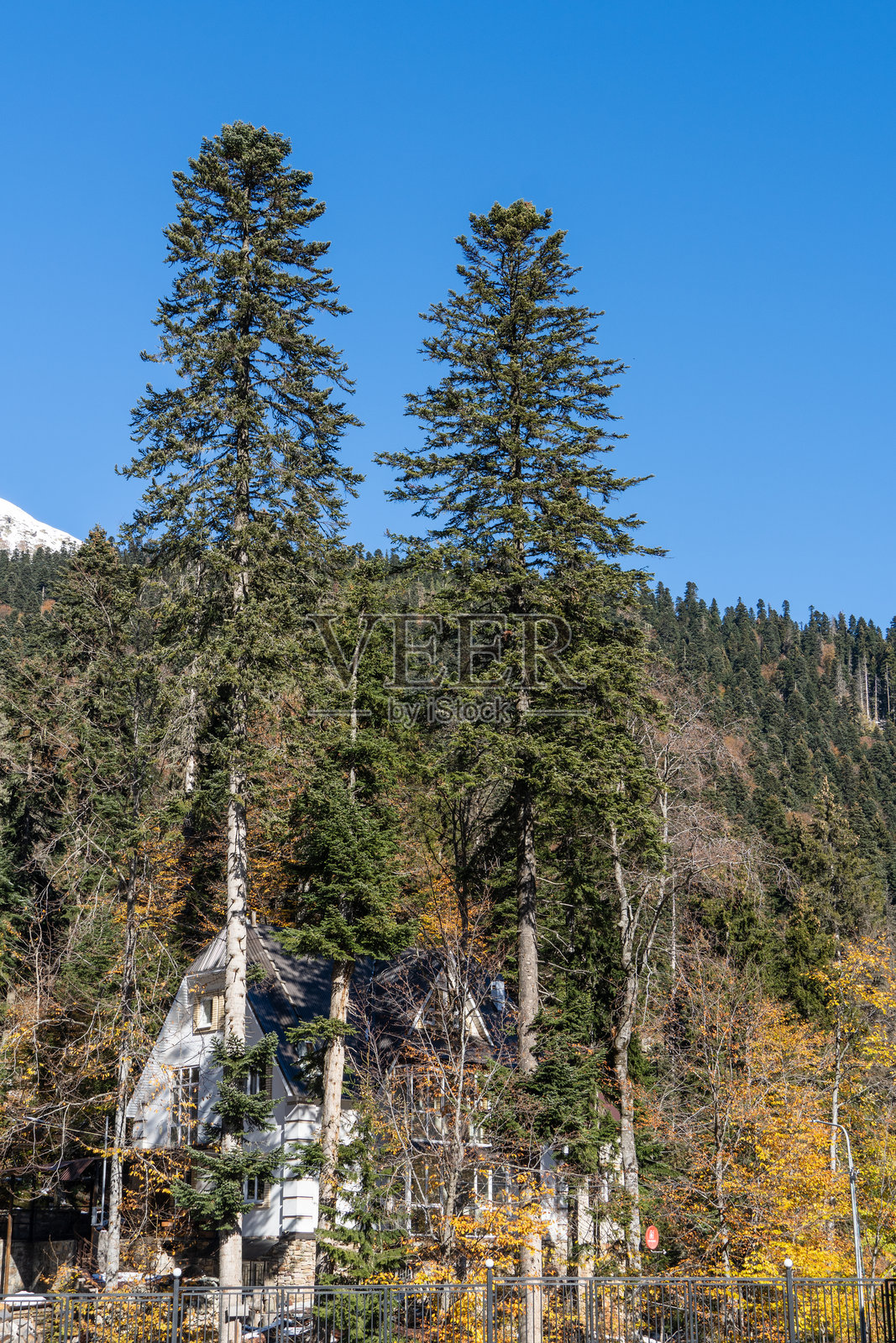 卡拉恰伊-切尔克斯共和国。冬拜。在山脚下，陡峭的悬崖上生长着松树和云杉。常绿植物为山地风景增添了美丽。阳光明媚的日子。2024年秋季。照片摄影图片