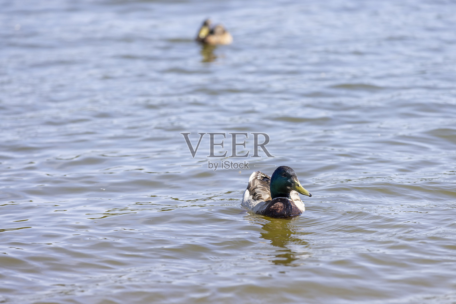 春季阳光明媚的湖面上的鸭子照片摄影图片