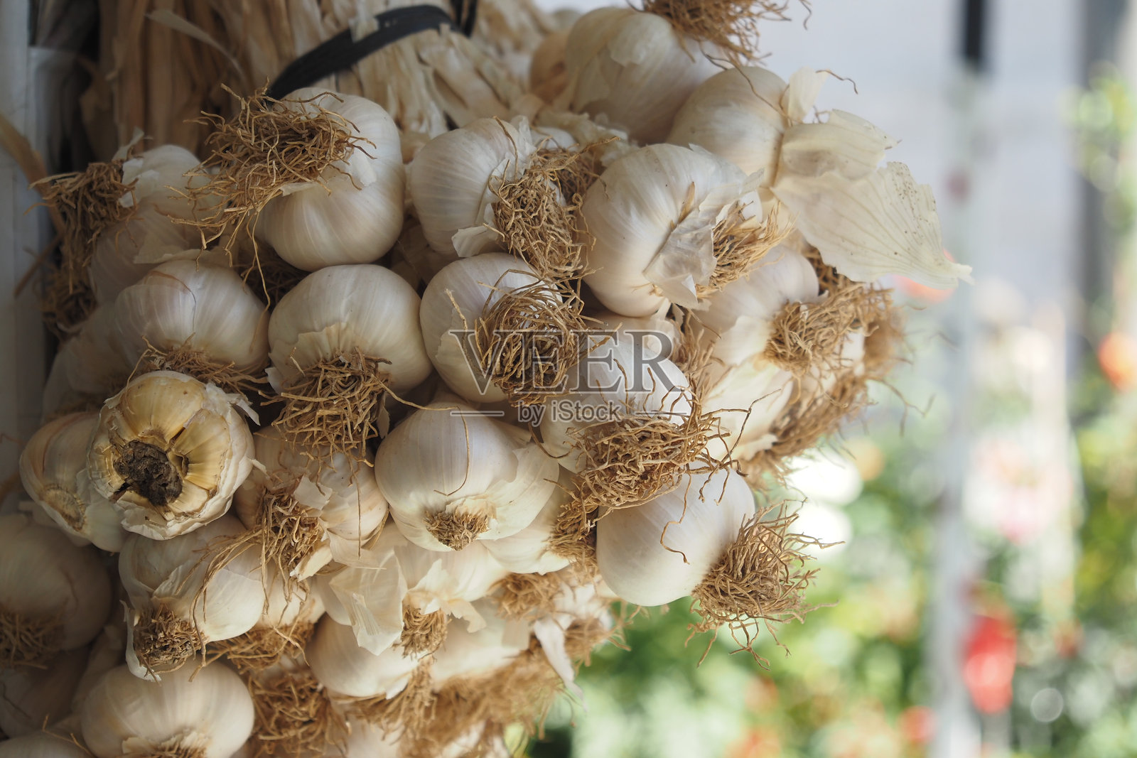 新鲜大蒜球美丽悬挂，适用于烹饪和家庭装饰创意照片摄影图片
