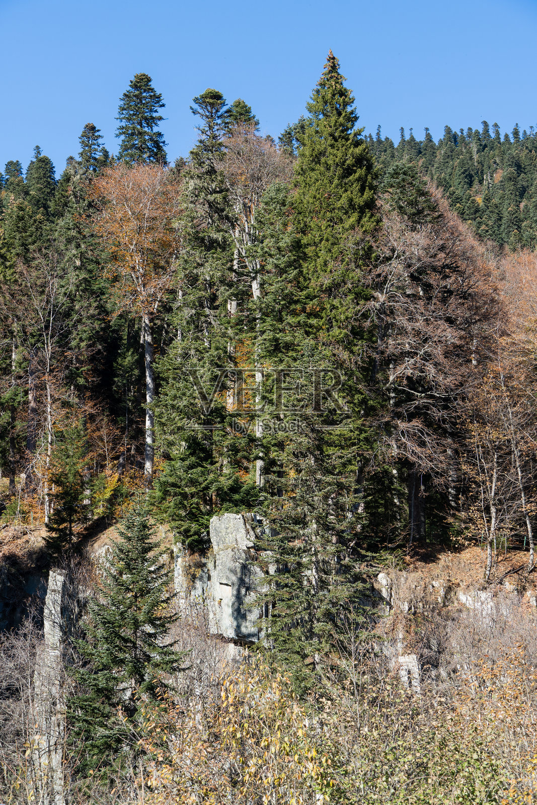 卡拉恰伊-切尔克斯共和国。冬拜。在山脚下，陡峭的悬崖上生长着松树和云杉。常绿植物为山地风景增添了美丽。阳光明媚的一天。2024年秋季。照片摄影图片