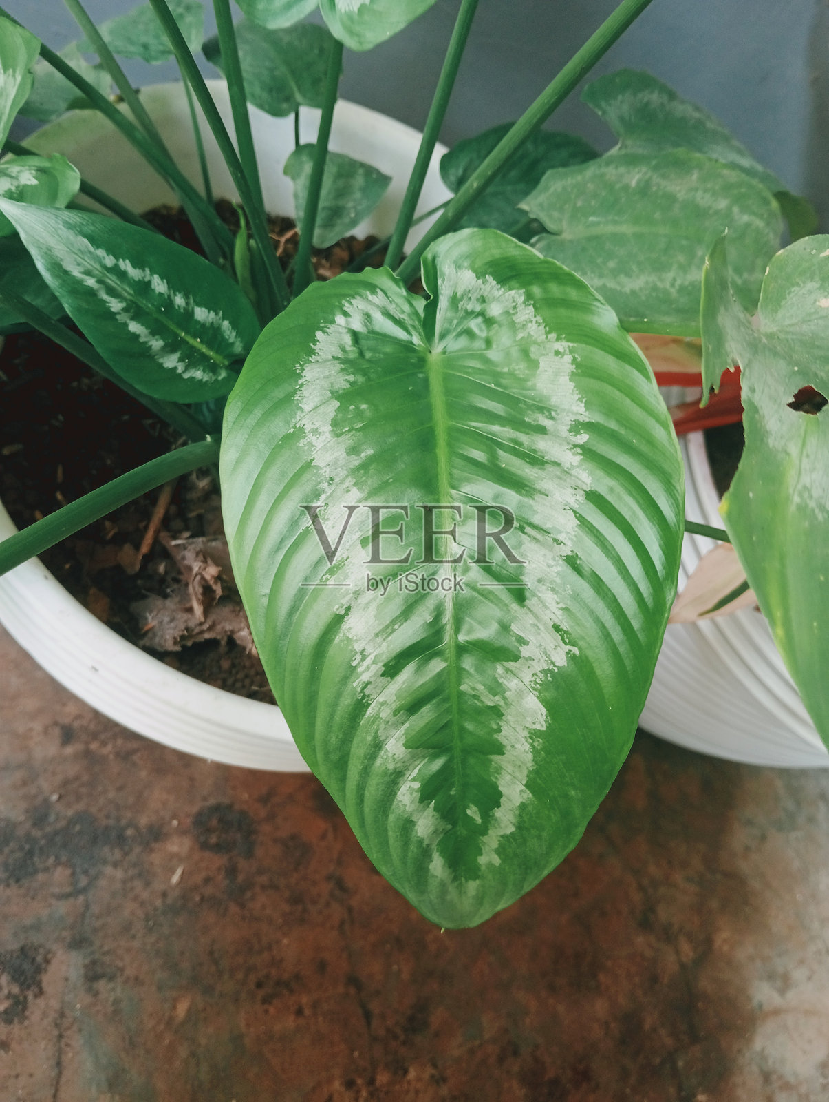 绿色叶子照片摄影图片