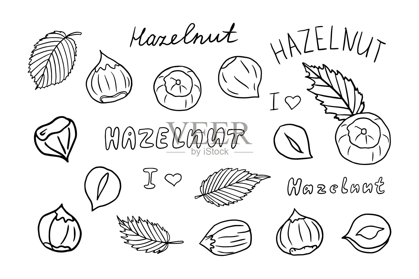 一组榛子和带壳的榛子。坚果。健康食品。涂鸦矢量插图插画图片素材