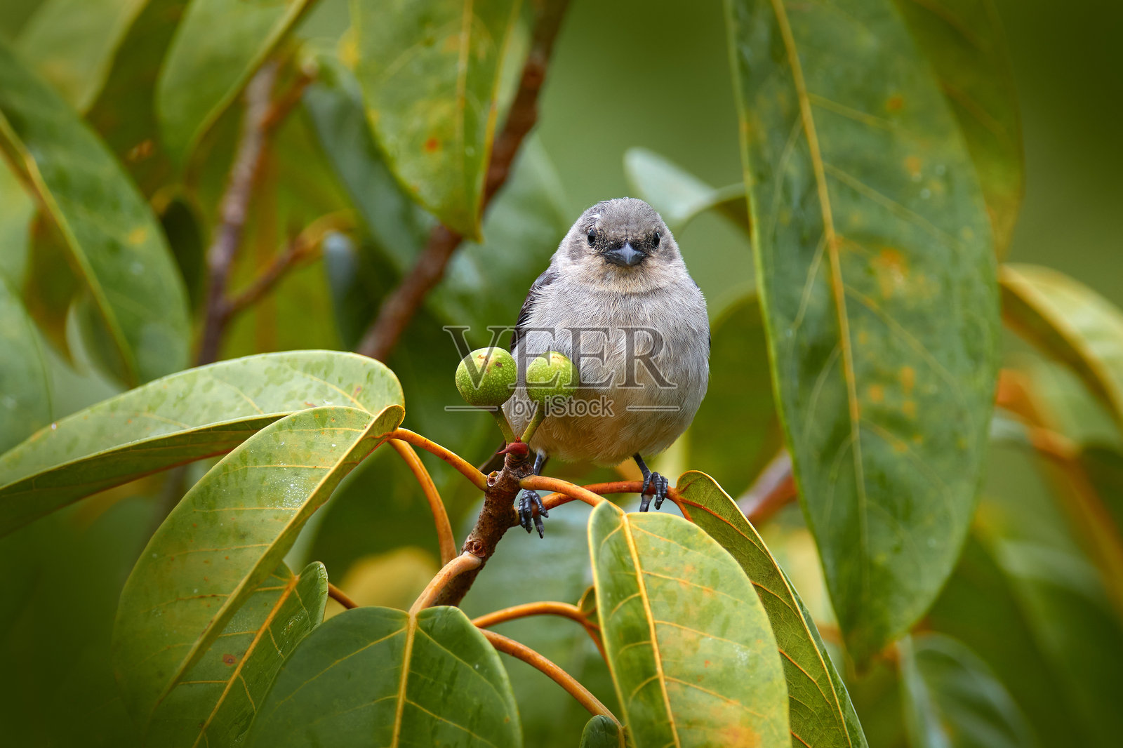 哥斯达黎加的野生动物。棕榈唐纳雀栖息在美丽的苔藓树枝上，背景清晰。来自哥斯达黎加的美丽鸟类。南美洲的观鸟活动。绿色森林中的动物。照片摄影图片